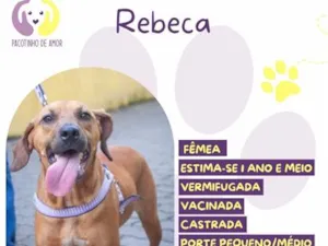 Cachorro raça SRD-ViraLata idade 1 ano nome Rebeca