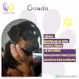 Gouda