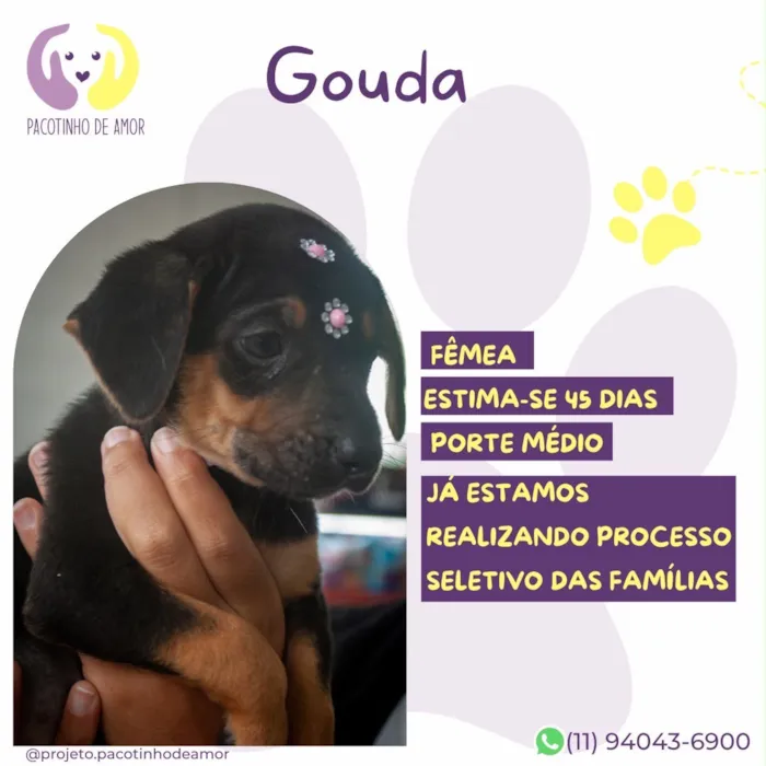 Cachorro raça SRD-ViraLata idade 2 a 6 meses nome Gouda