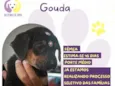 Gouda