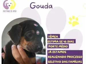 Cachorro raça SRD-ViraLata idade 2 a 6 meses nome Gouda
