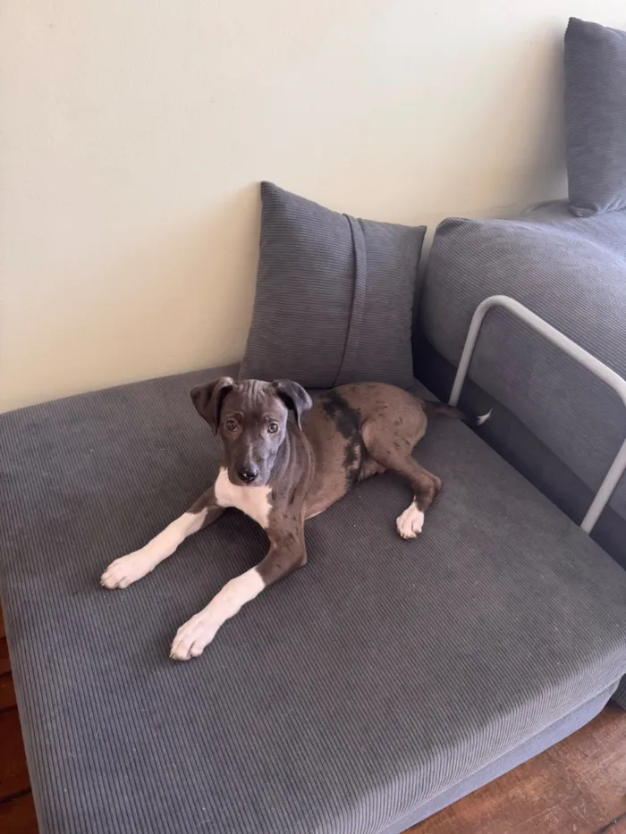 Cachorro raça SRD-ViraLata idade 2 a 6 meses nome Arrasca