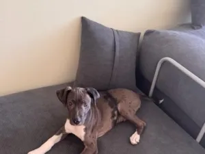 Cachorro raça SRD-ViraLata idade 2 a 6 meses nome Arrasca