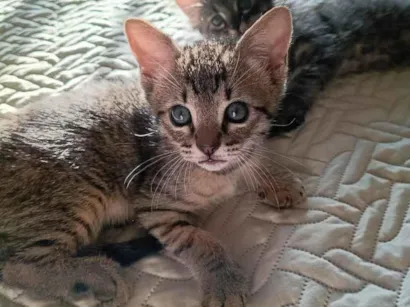 Gato raça SRD-ViraLata idade Abaixo de 2 meses nome Zion e Bob 