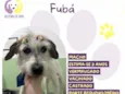Fubá