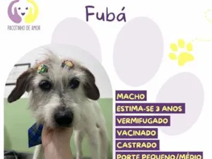 Cachorro raça SRD-ViraLata idade 3 anos nome Fubá