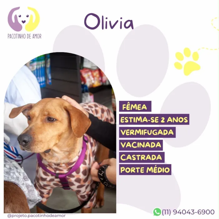 Cachorro raça SRD-ViraLata idade 2 anos nome Olivia