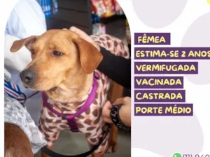 Cachorro raça SRD-ViraLata idade 2 anos nome Olivia