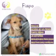 Fiapo