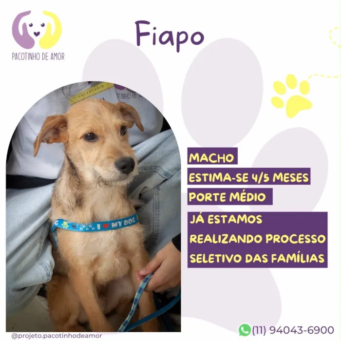 Cachorro raça SRD-ViraLata idade 2 a 6 meses nome Fiapo
