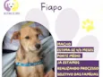 Fiapo
