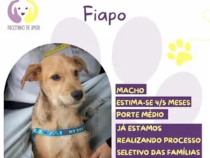Cachorro raça SRD-ViraLata idade 2 a 6 meses nome Fiapo