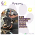 Artemis