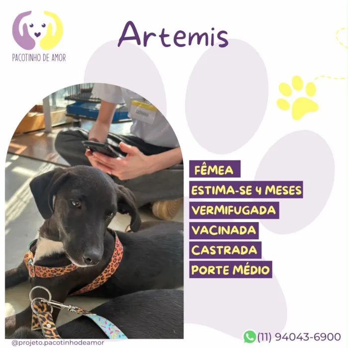 Cachorro raça SRD-ViraLata idade 2 a 6 meses nome Artemis