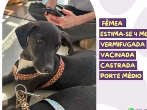 Cachorro raça SRD-ViraLata idade 2 a 6 meses nome Artemis