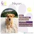 Neytiri
