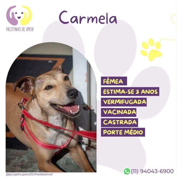 Cachorro raça SRD-ViraLata idade 3 anos nome Carmela