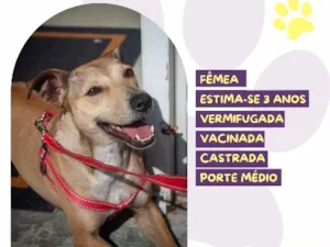 Cachorro raça SRD-ViraLata idade 3 anos nome Carmela