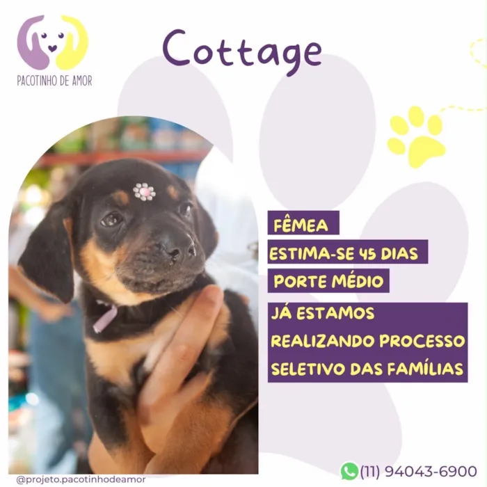 Cachorro raça SRD-ViraLata idade 2 a 6 meses nome Cottage