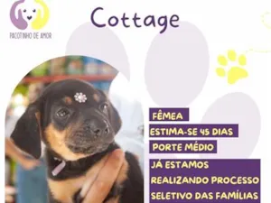 Cachorro raça SRD-ViraLata idade 2 a 6 meses nome Cottage