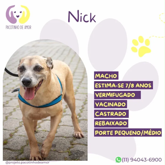 Cachorro raça SRD-ViraLata idade 6 ou mais anos nome Nick