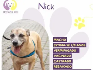 Cachorro raça SRD-ViraLata idade 6 ou mais anos nome Nick