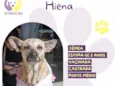 Hiena