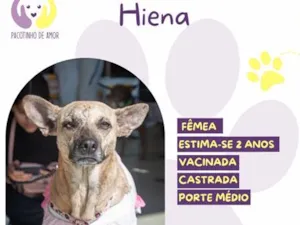 Cachorro raça SRD-ViraLata idade 2 anos nome Hiena