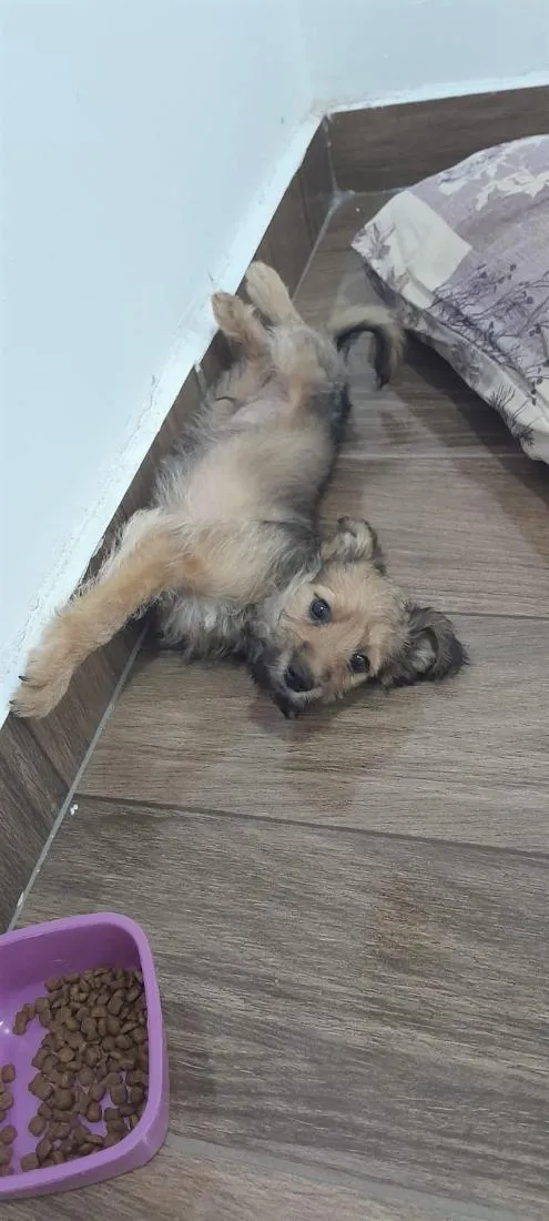 Cachorro raça SRD-ViraLata idade 2 a 6 meses nome Duke