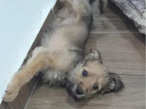 Cachorro raça SRD-ViraLata idade 2 a 6 meses nome Duke