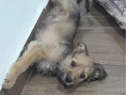 Cachorro raça SRD-ViraLata idade 2 a 6 meses nome Duke