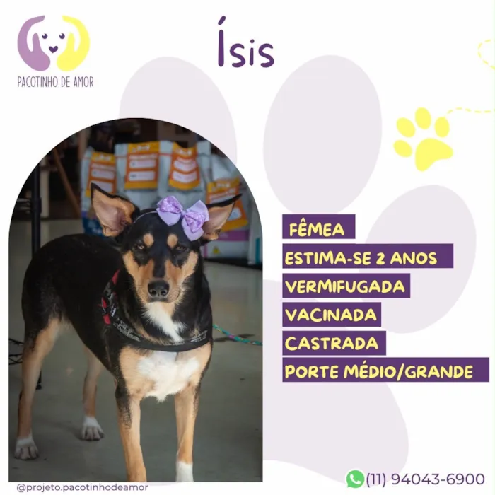 Cachorro raça SRD-ViraLata idade 2 anos nome Ísis