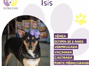 Cachorro raça SRD-ViraLata idade 2 anos nome Ísis