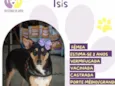 Ísis