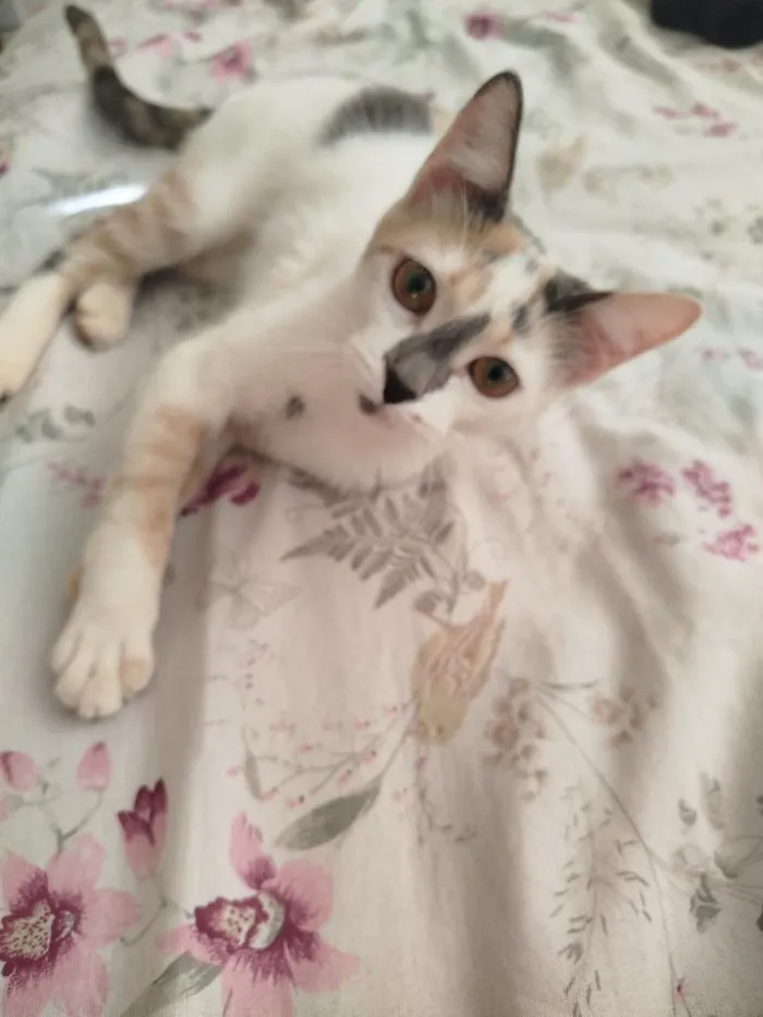 Gato raça SRD-ViraLata idade 7 a 11 meses nome Mika 