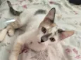Mika 