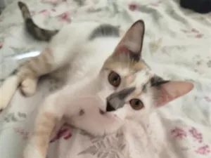 Gato raça SRD-ViraLata idade 7 a 11 meses nome Mika 