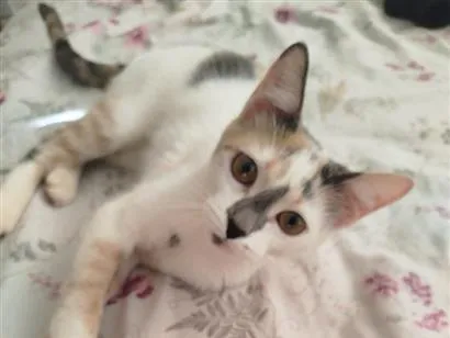 Gato raça SRD-ViraLata idade 7 a 11 meses nome Mika 
