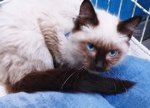Gato raça SRD-ViraLata idade 2 a 6 meses nome TATI SIAMESA