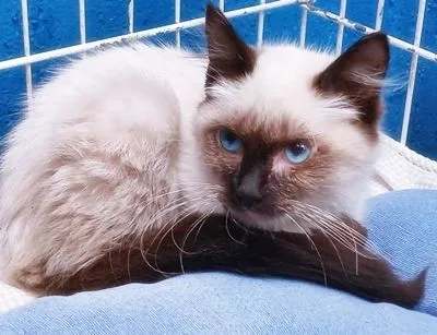 Gato raça SRD-ViraLata idade 2 a 6 meses nome TATI SIAMESA