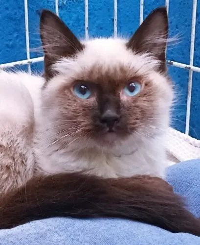 Gato raça SRD-ViraLata idade 2 a 6 meses nome TATI SIAMESA