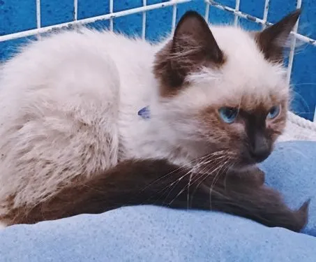 Gato raça SRD-ViraLata idade 2 a 6 meses nome TATI SIAMESA