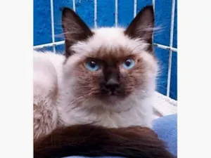 Gato raça SRD-ViraLata idade 2 a 6 meses nome TATI SIAMESA