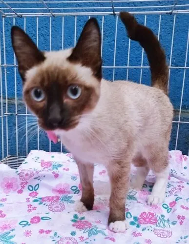 Gato raça SRD-ViraLata idade 2 a 6 meses nome TIARA SIAMESA