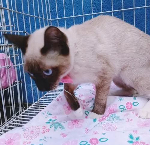 Gato raça SRD-ViraLata idade 2 a 6 meses nome TIARA SIAMESA