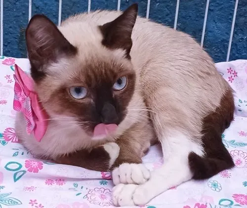 Gato raça SRD-ViraLata idade 2 a 6 meses nome TIARA SIAMESA