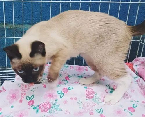 Gato raça SRD-ViraLata idade 2 a 6 meses nome TIARA SIAMESA