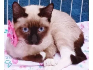 Gato raça SRD-ViraLata idade 2 a 6 meses nome TIARA SIAMESA