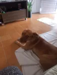 Akira