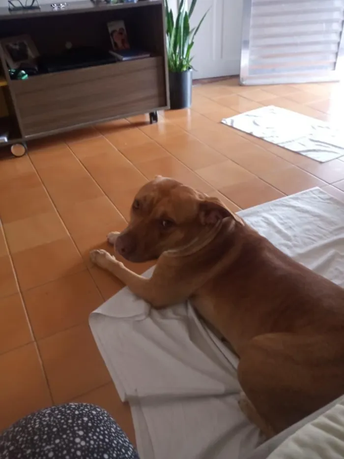Cachorro raça Pit-Bull idade 5 anos nome Akira